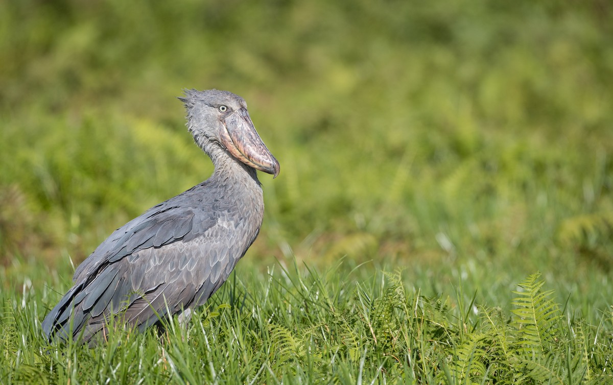 Shoebill - Ian Davies