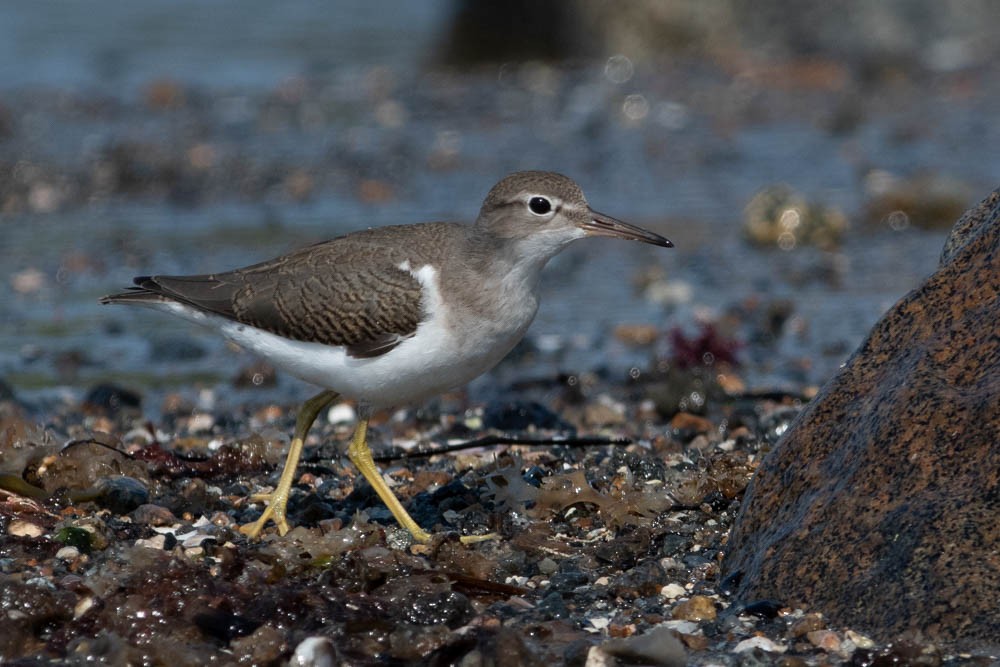 Spotted Sandpiper - Jared Keyes