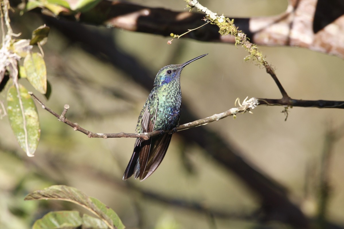 Sparkling Violetear - Gavin McKinnon