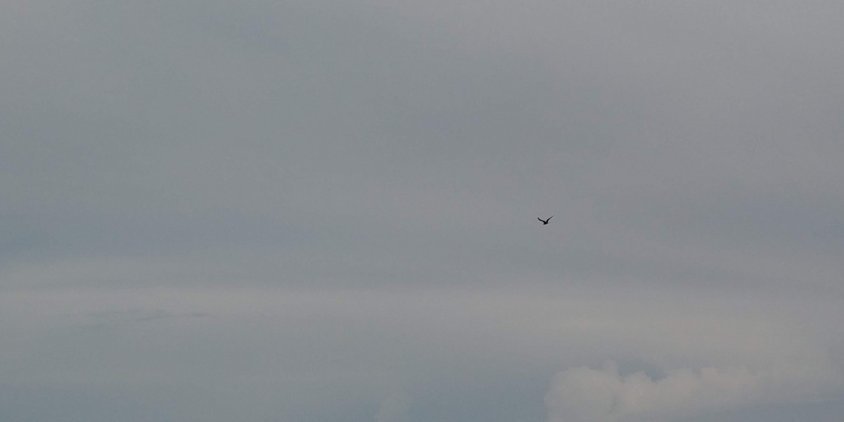 Magnificent Frigatebird - ML110169821