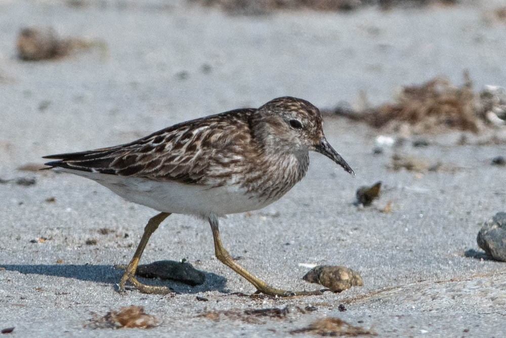 Least Sandpiper - Jared Keyes