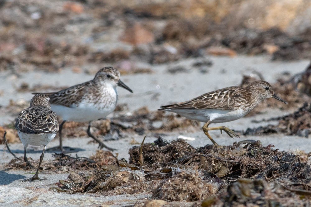 Least Sandpiper - Jared Keyes