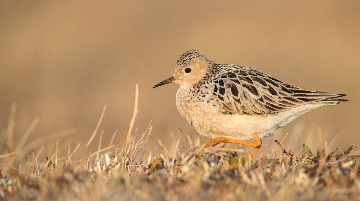 Buff-breasted Sandpiper - Ian Davies