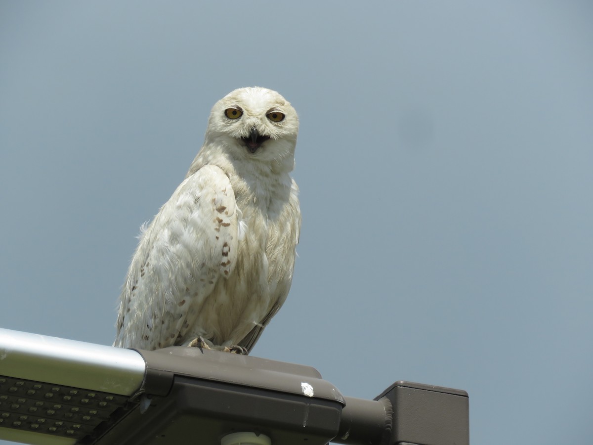 Snowy Owl - ML110173561