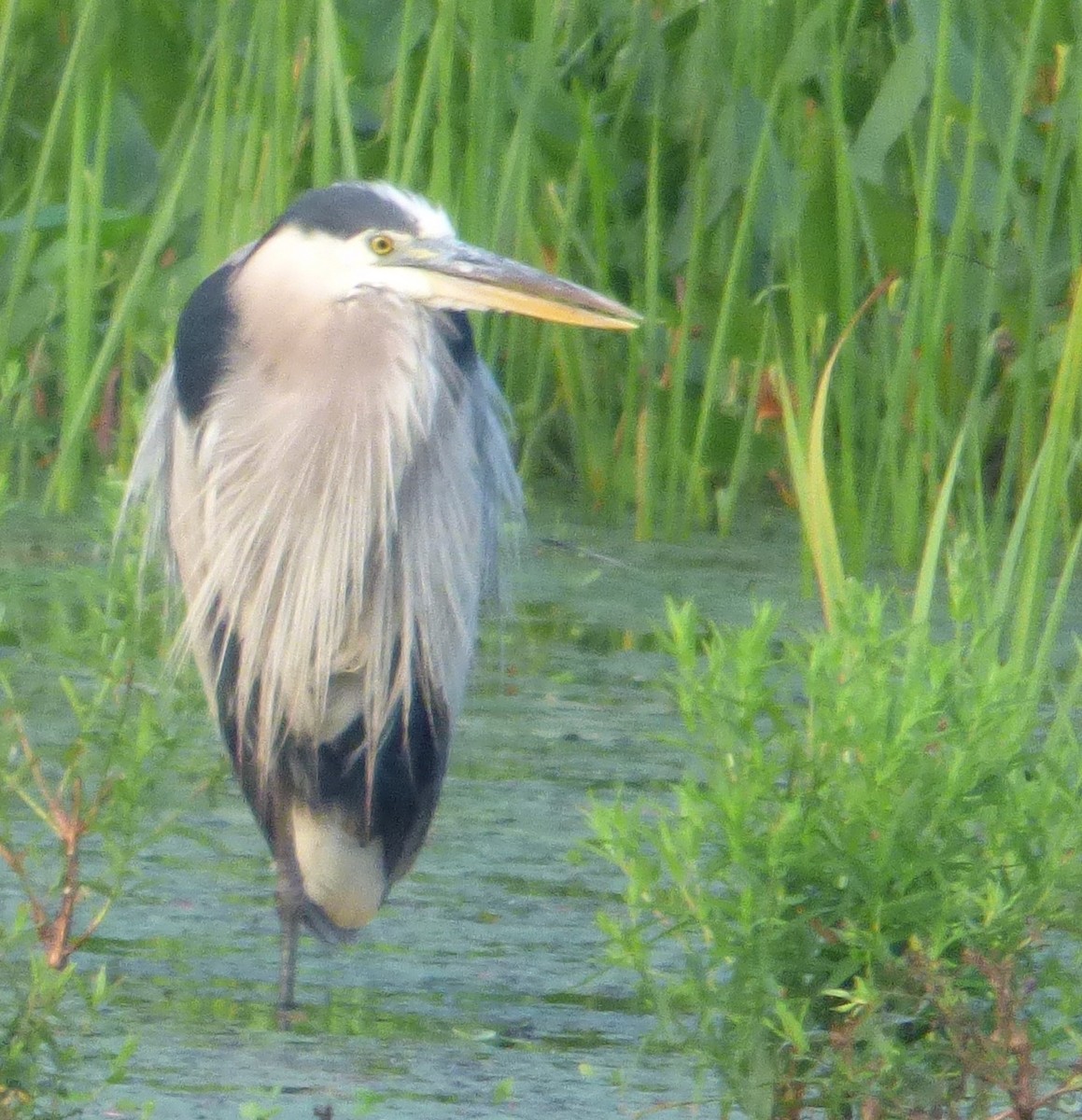 Great Blue Heron - ML110173581