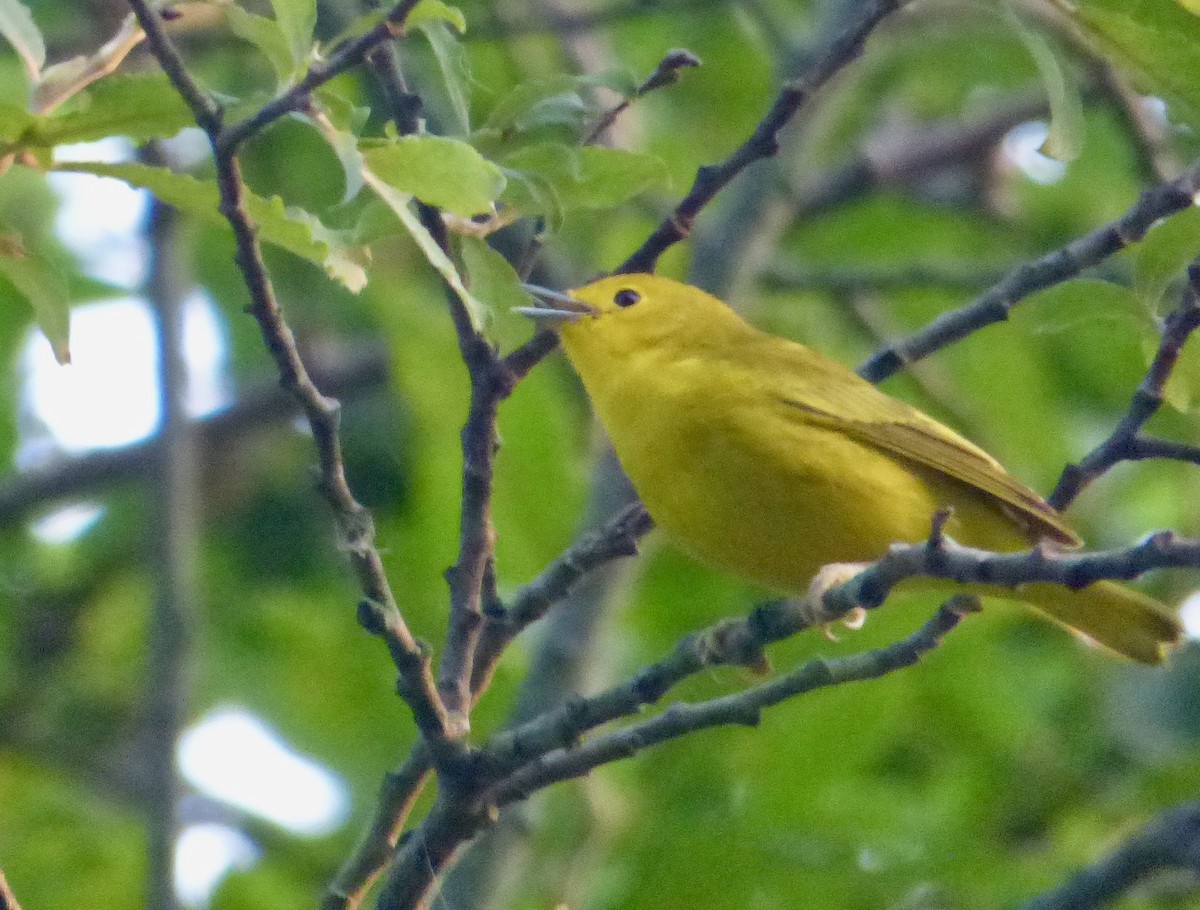 Yellow Warbler - ML110173871