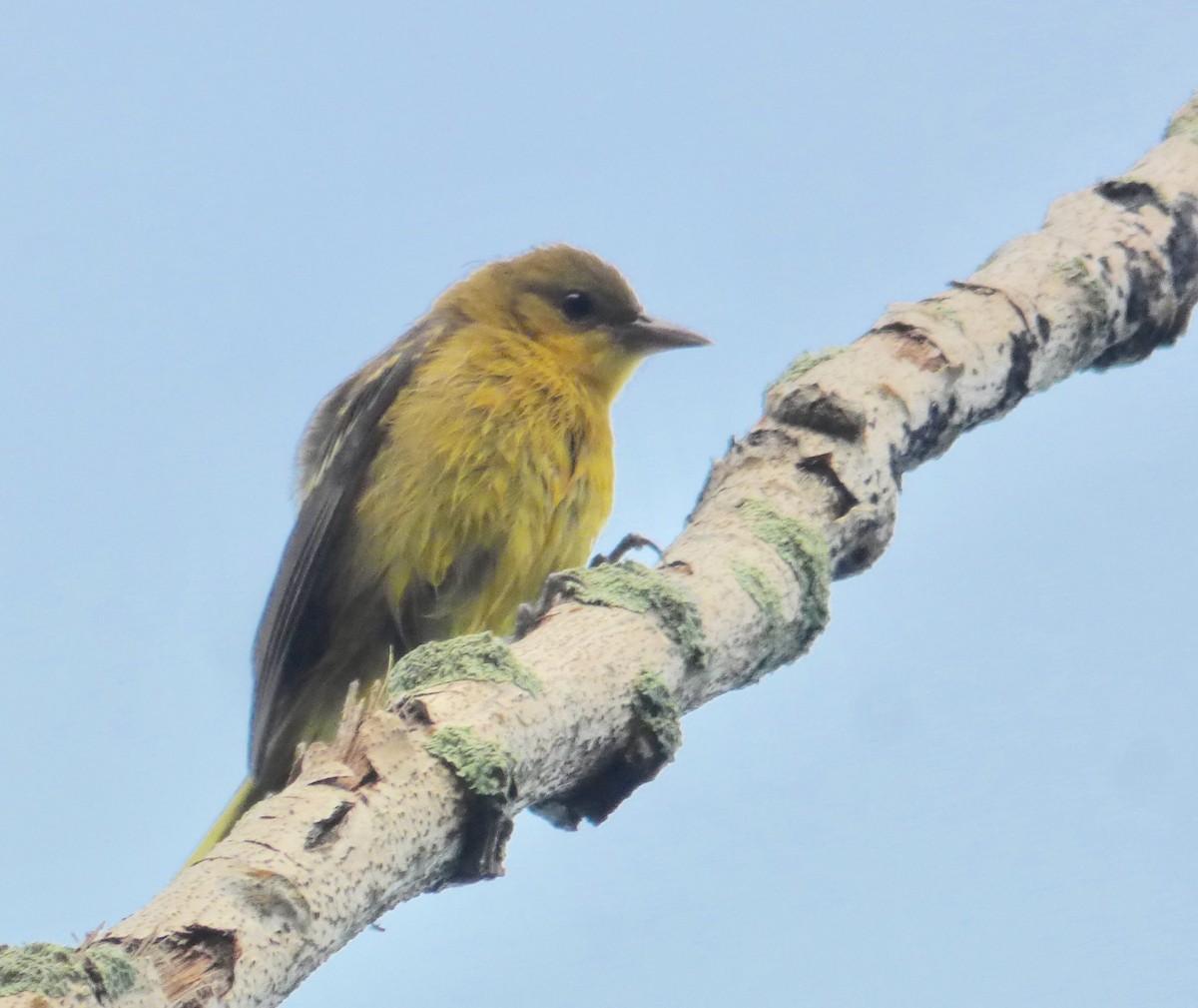 Orchard Oriole - ML110174181