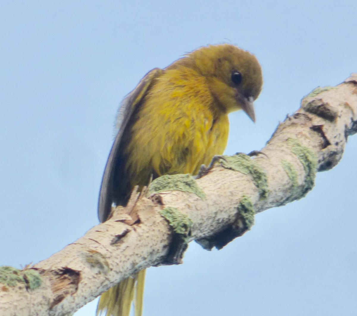 Orchard Oriole - ML110174191