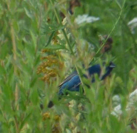 Indigo Bunting - ML110174231