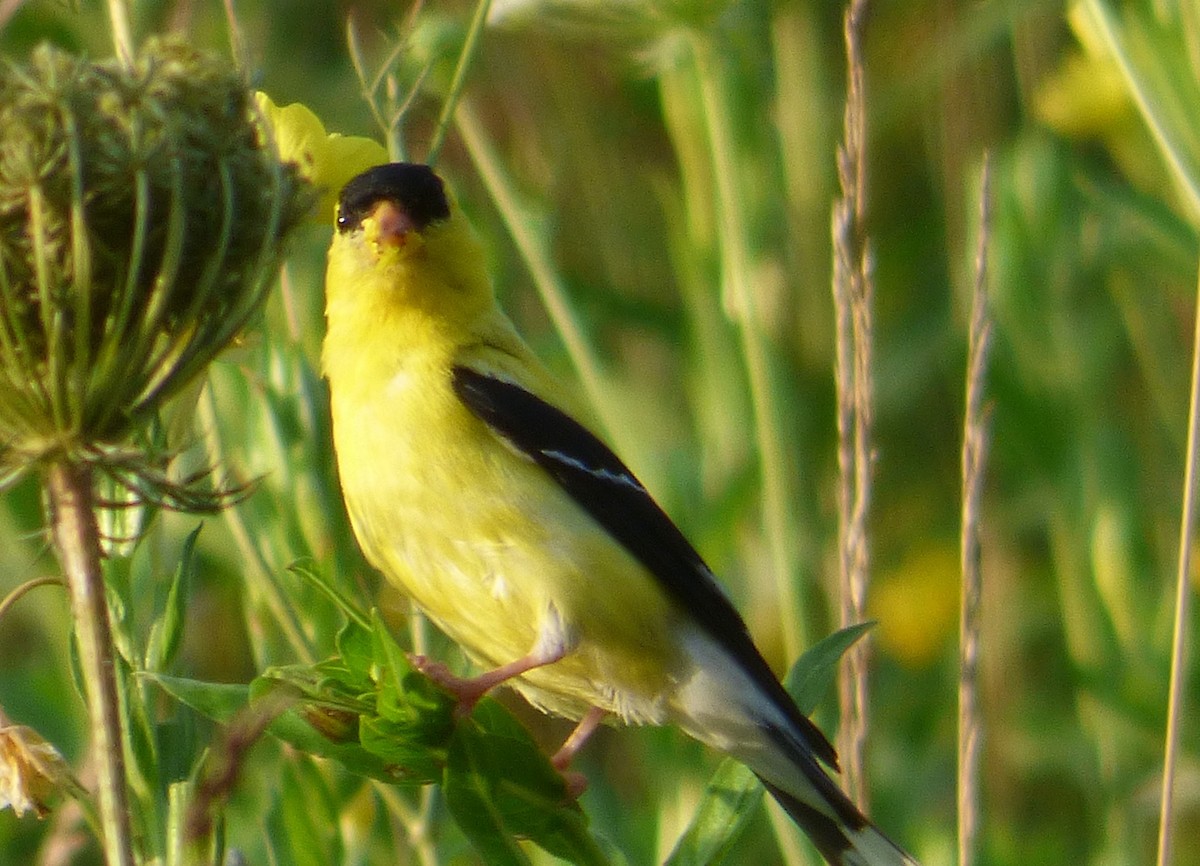 Chardonneret jaune - ML110174291