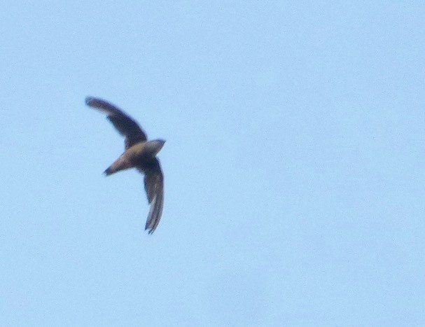 Chimney Swift - ML110174521