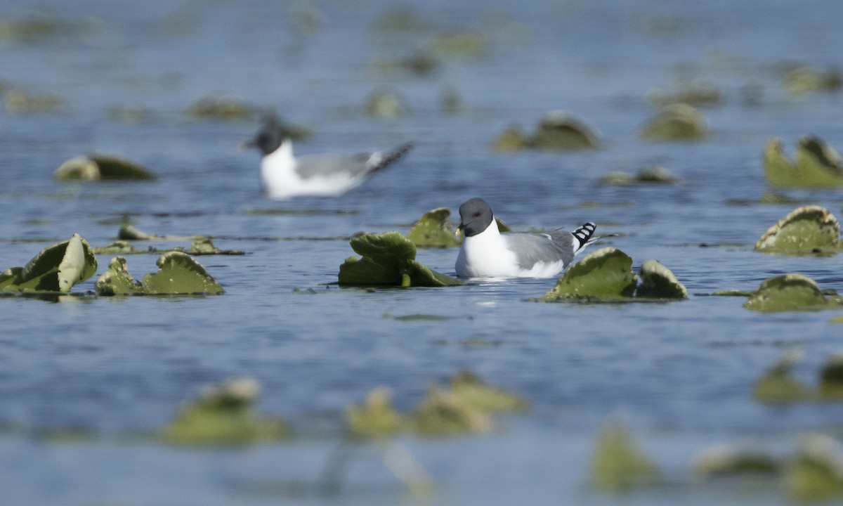 Gaviota de Sabine - ML110176351