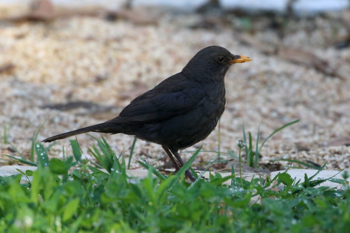 Eurasian Blackbird - ML110177211