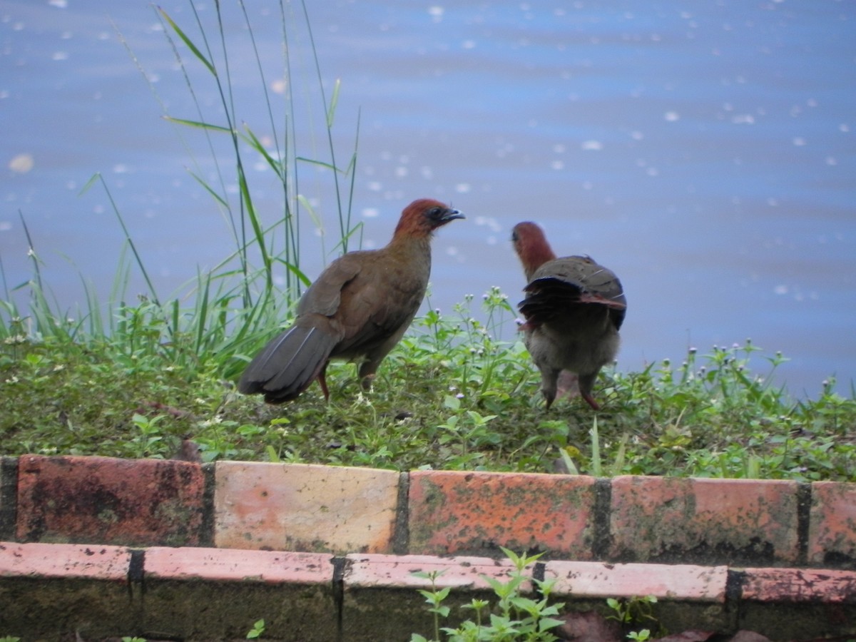 Chachalaca Guayanesa - ML110177541