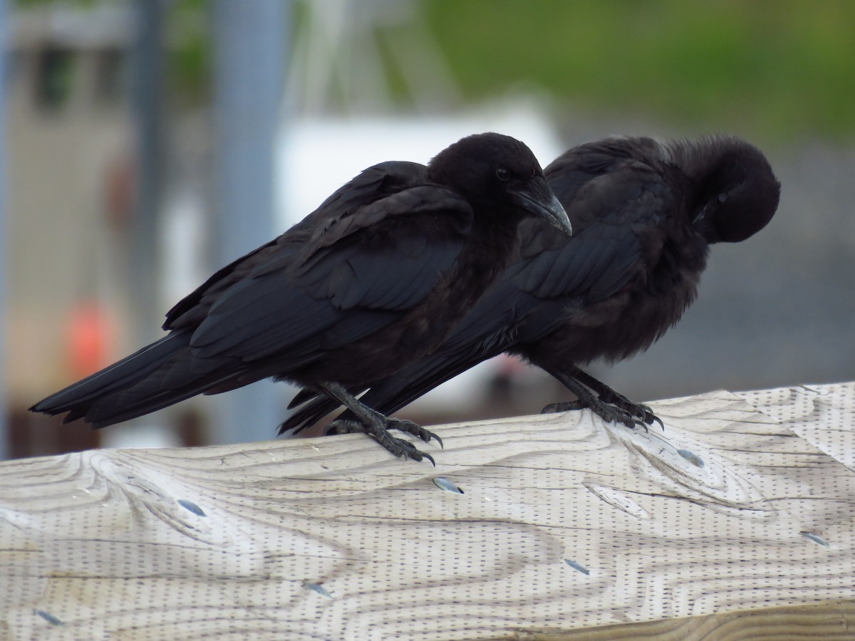 American Crow - ML110177831