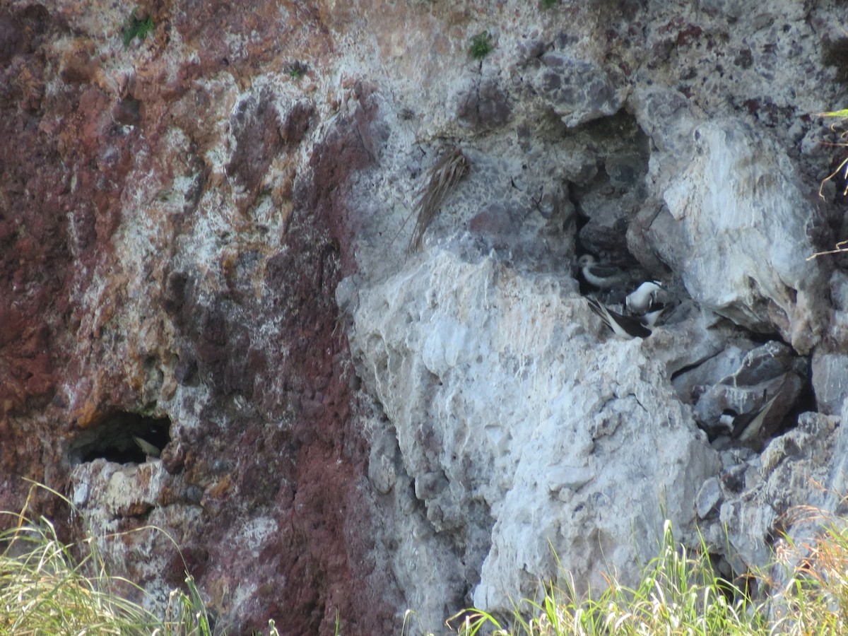 Bridled Tern - ML110178341