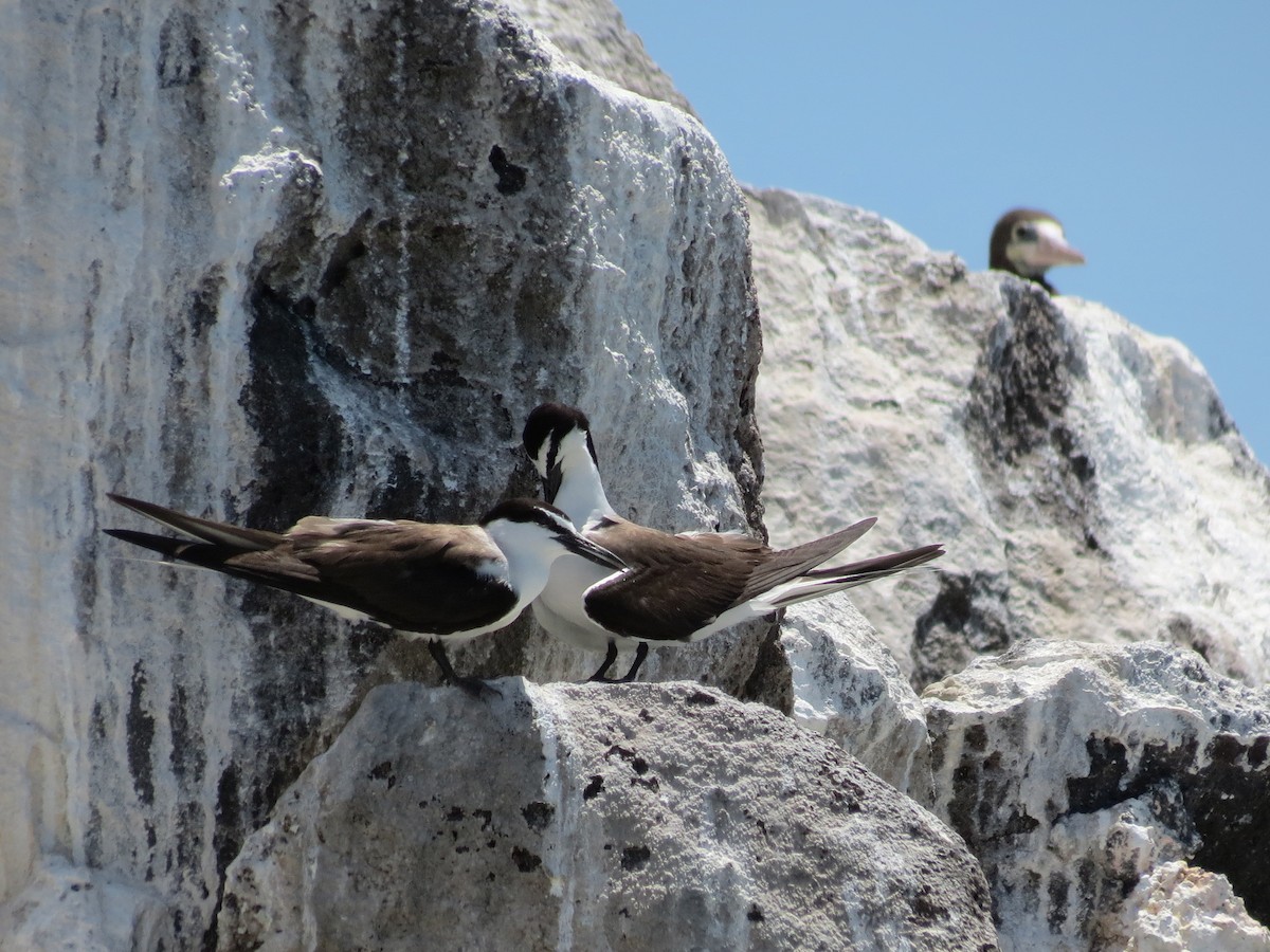 Bridled Tern - ML110178361