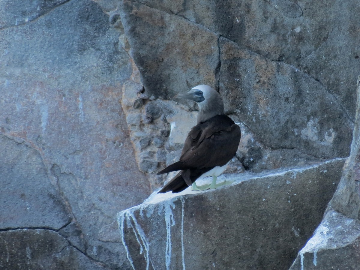 Brown Booby - ML110178381