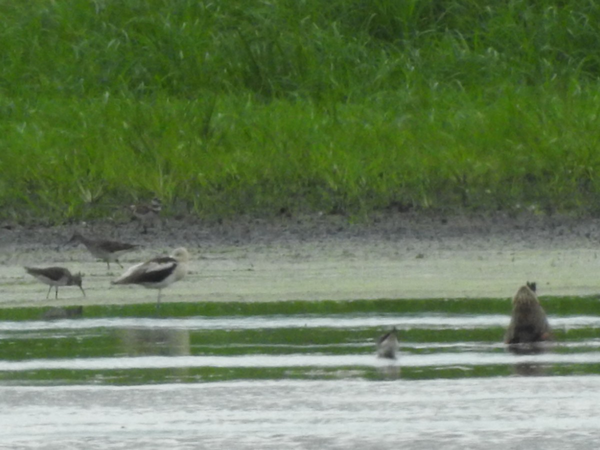 American Avocet - ML110178501