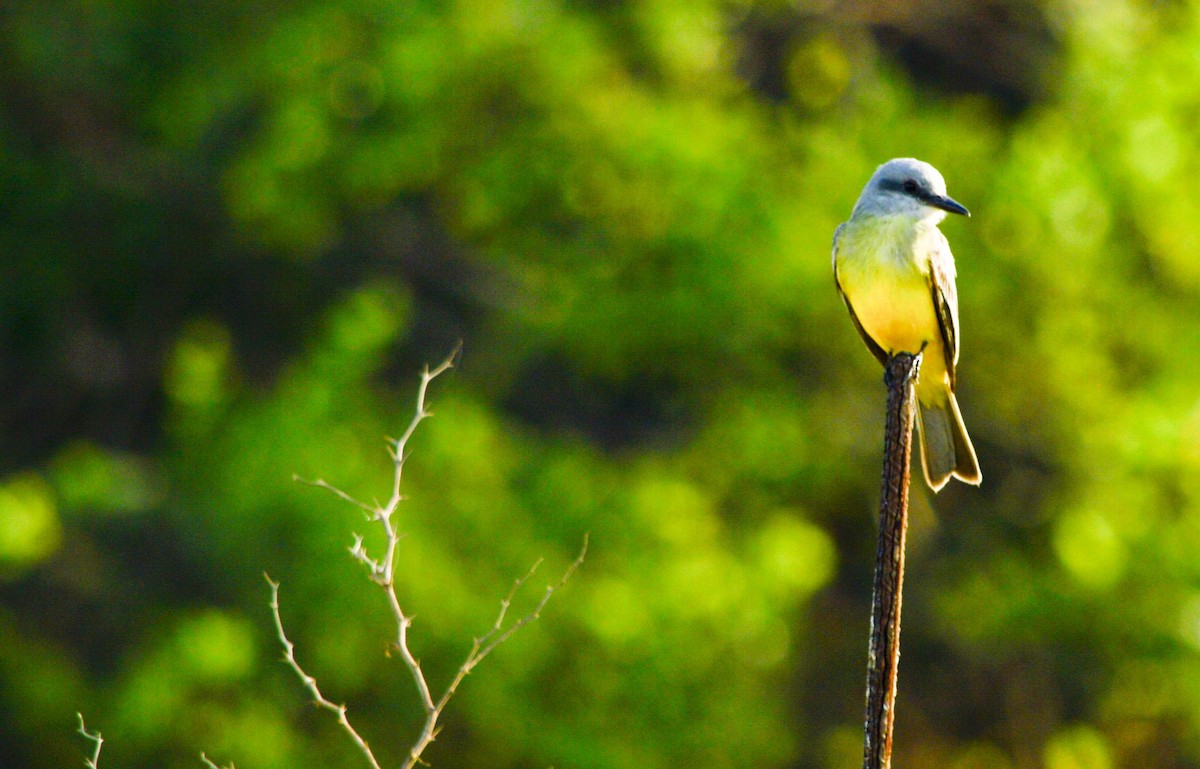 Tropical Kingbird - ML110178621