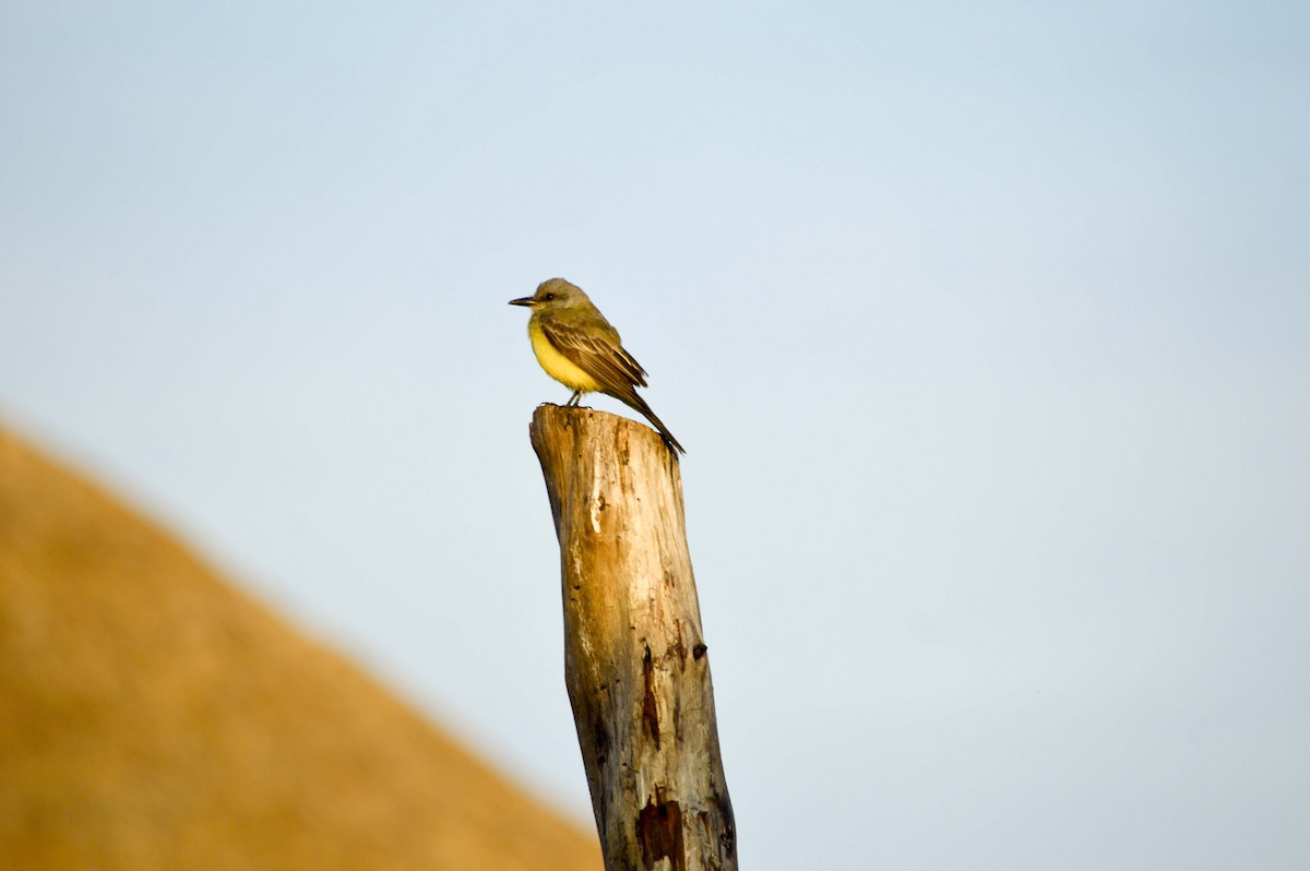 Tropical Kingbird - ML110178631