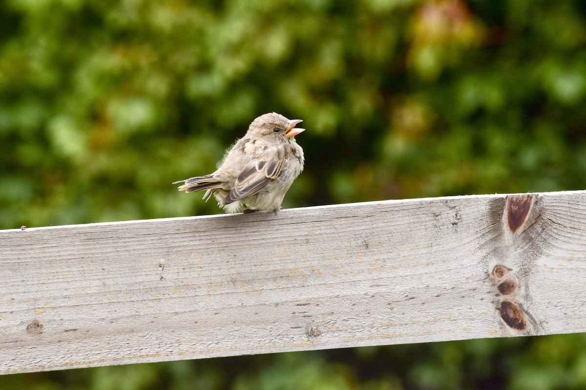 House Sparrow - ML110179971