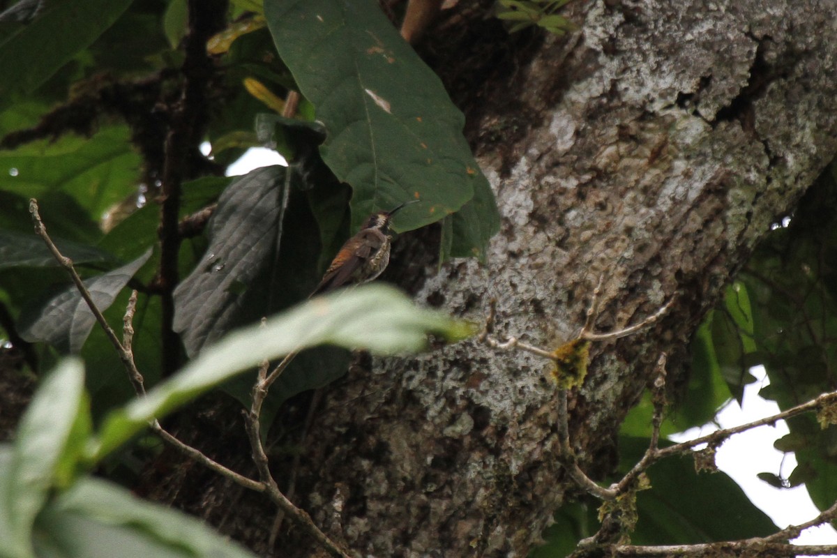 Brown Violetear - ML110180861