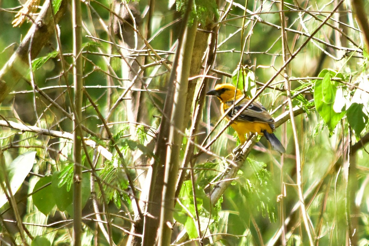 Streak-backed Oriole - ML110181121