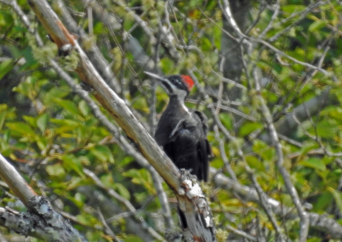 Pileated Woodpecker - ML110185261