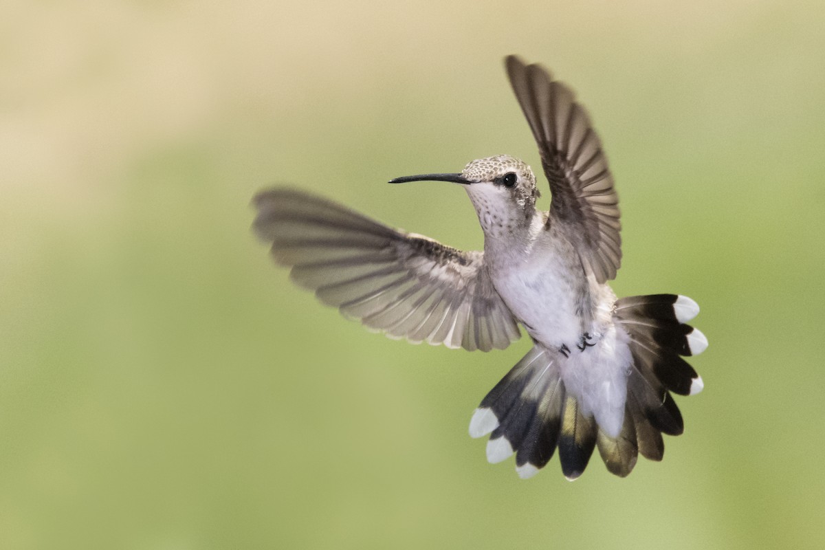 Black-chinned Hummingbird - Bryan Calk