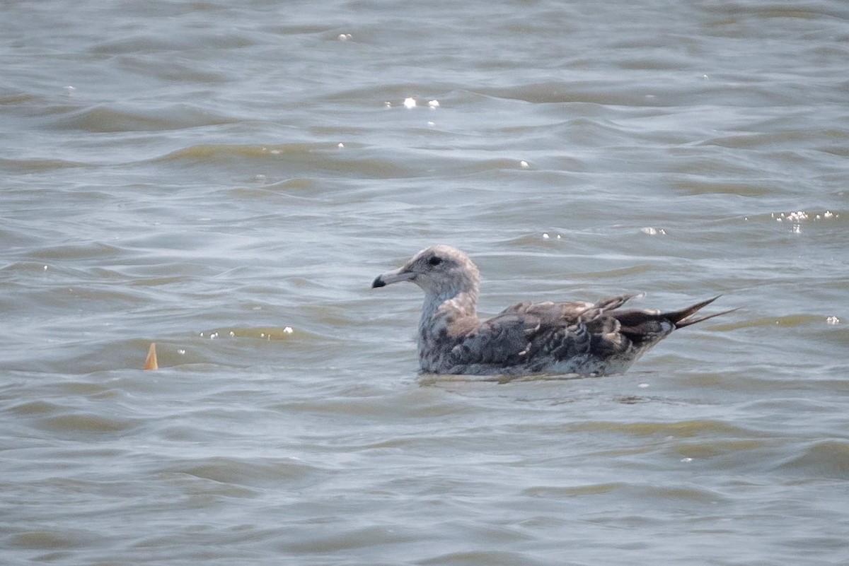 California Gull - ML110185941