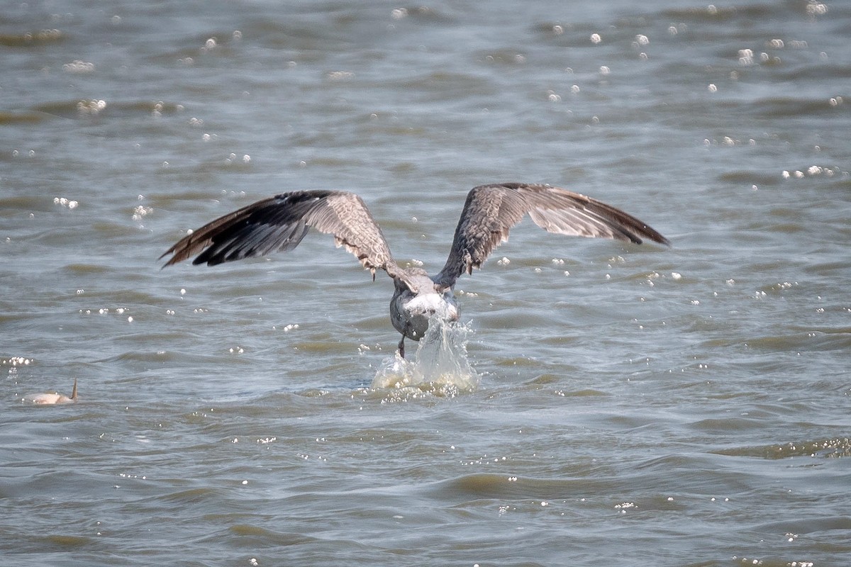 California Gull - ML110185981