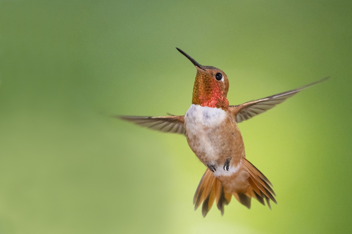 Rufous Hummingbird - ML110186201