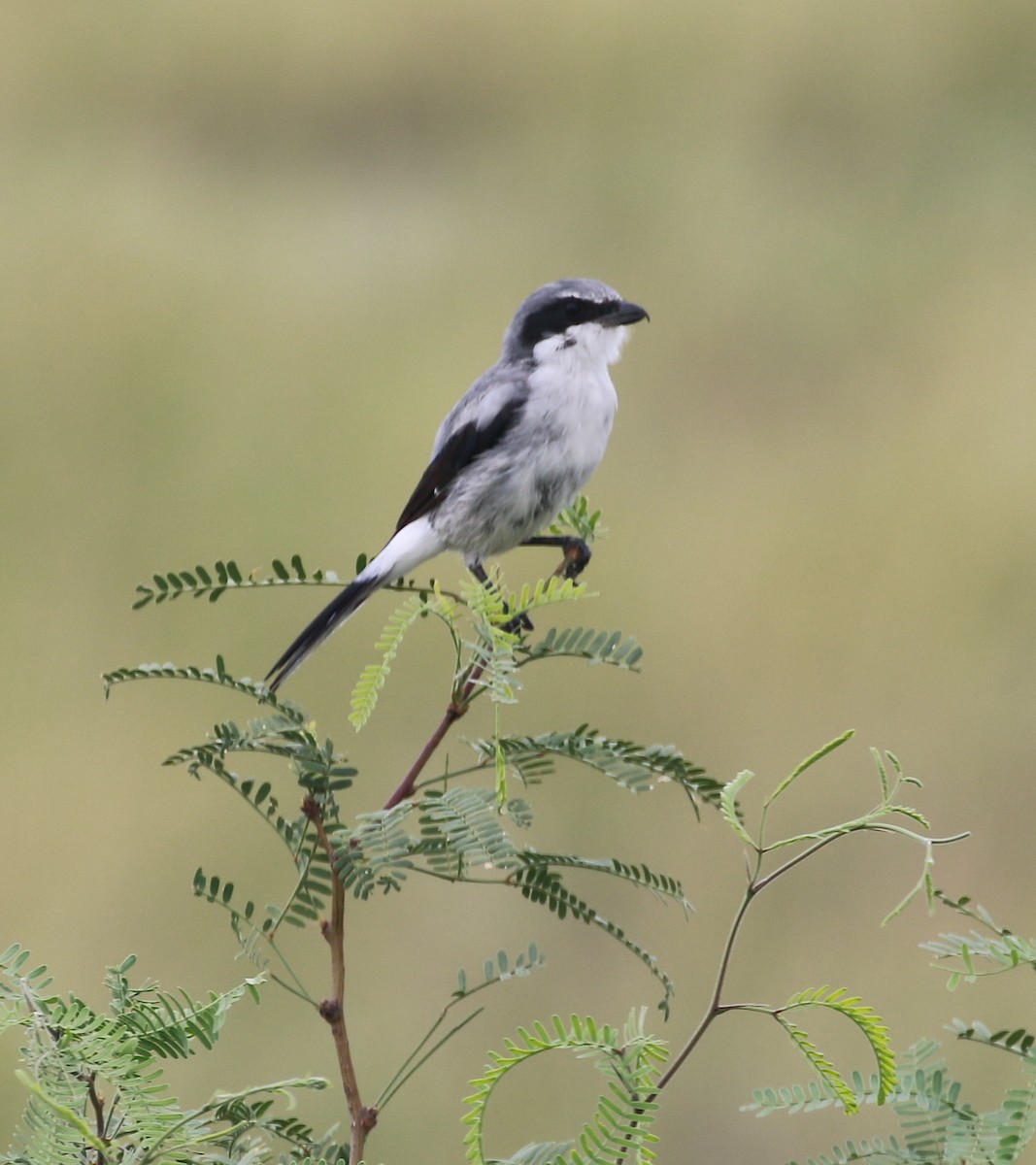 Loggerhead Shrike - ML110186241