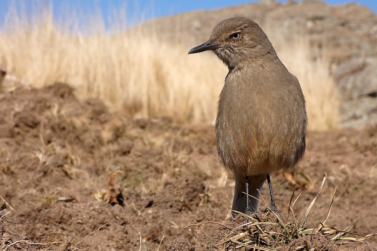 Black-billed Shrike-Tyrant - ML110190171