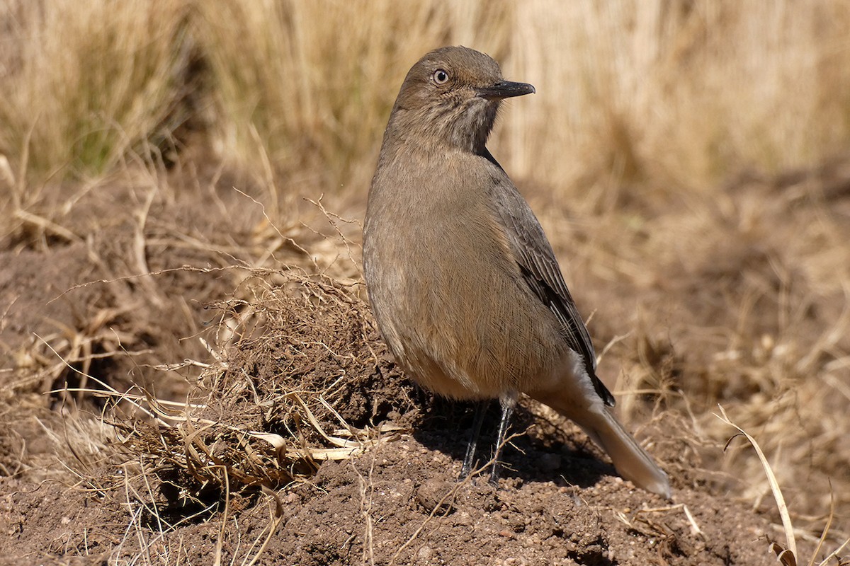 Black-billed Shrike-Tyrant - ML110190181