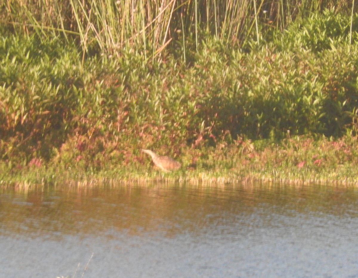 American Bittern - ML110190891