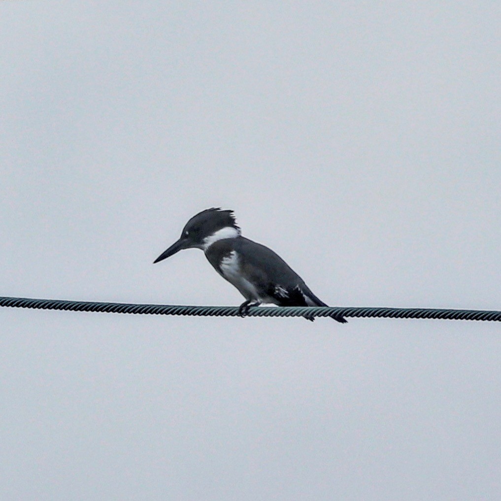 Belted Kingfisher - ML110191931