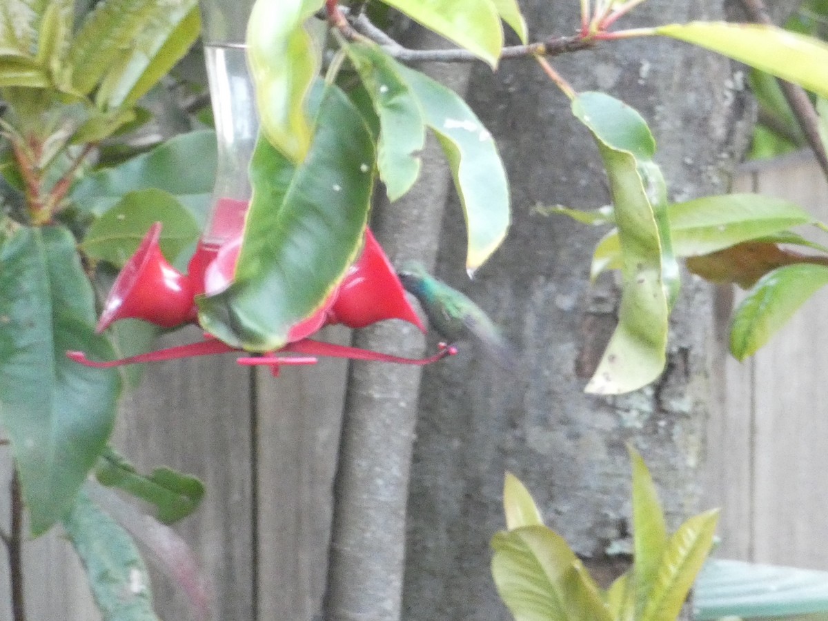 Ширококлювый колибри - ML110192061