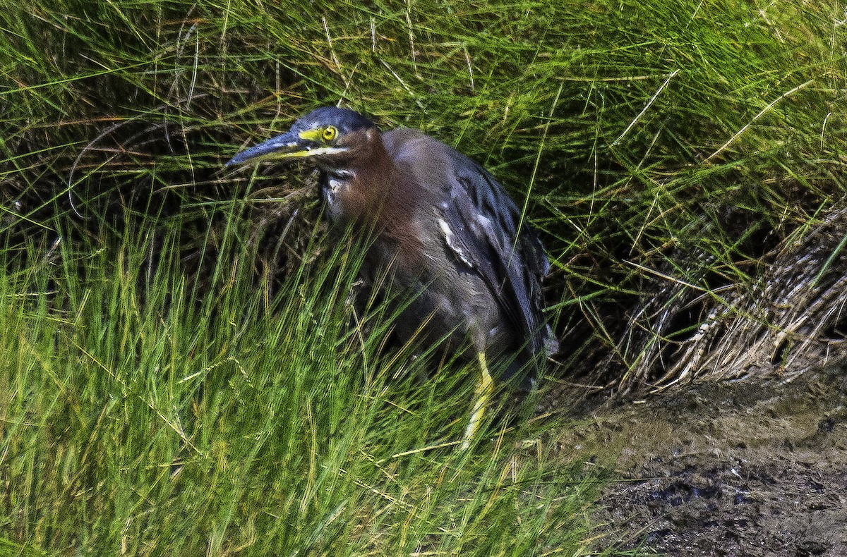 Green Heron - ML110193211