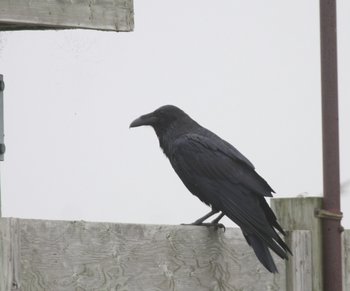 Common Raven - ML110195891