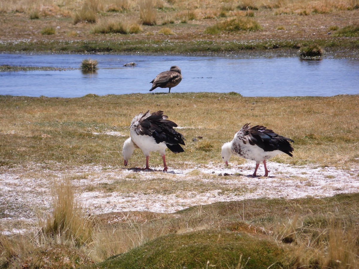 Andean Goose - ML110196021