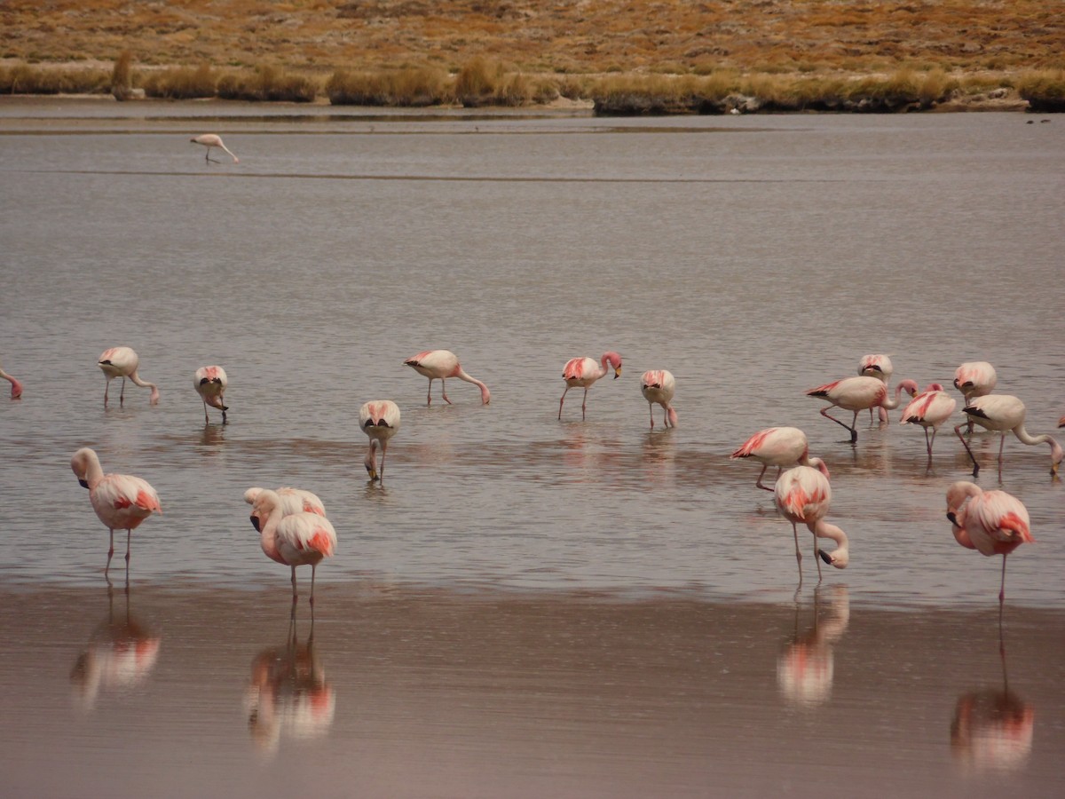 Chilean Flamingo - ML110197141