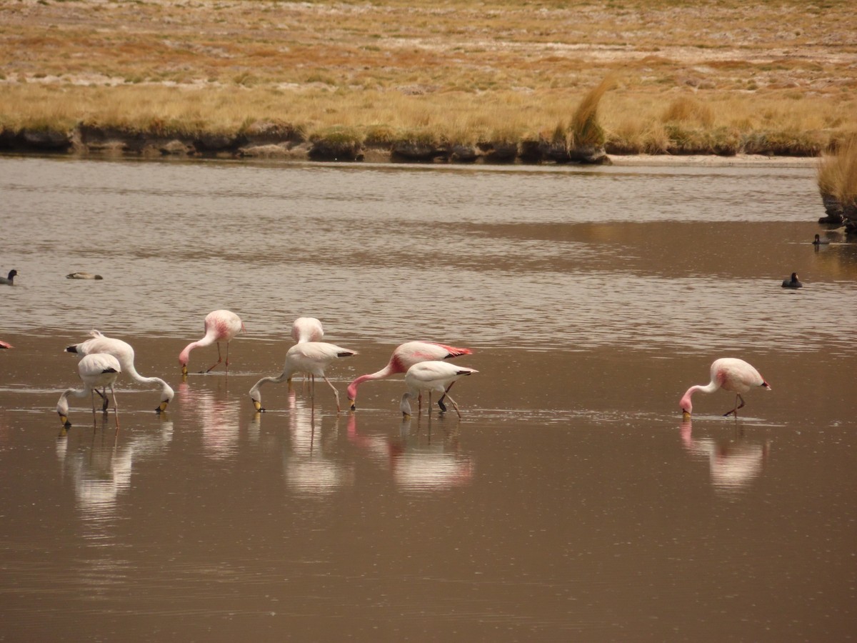 James's Flamingo - ML110197381