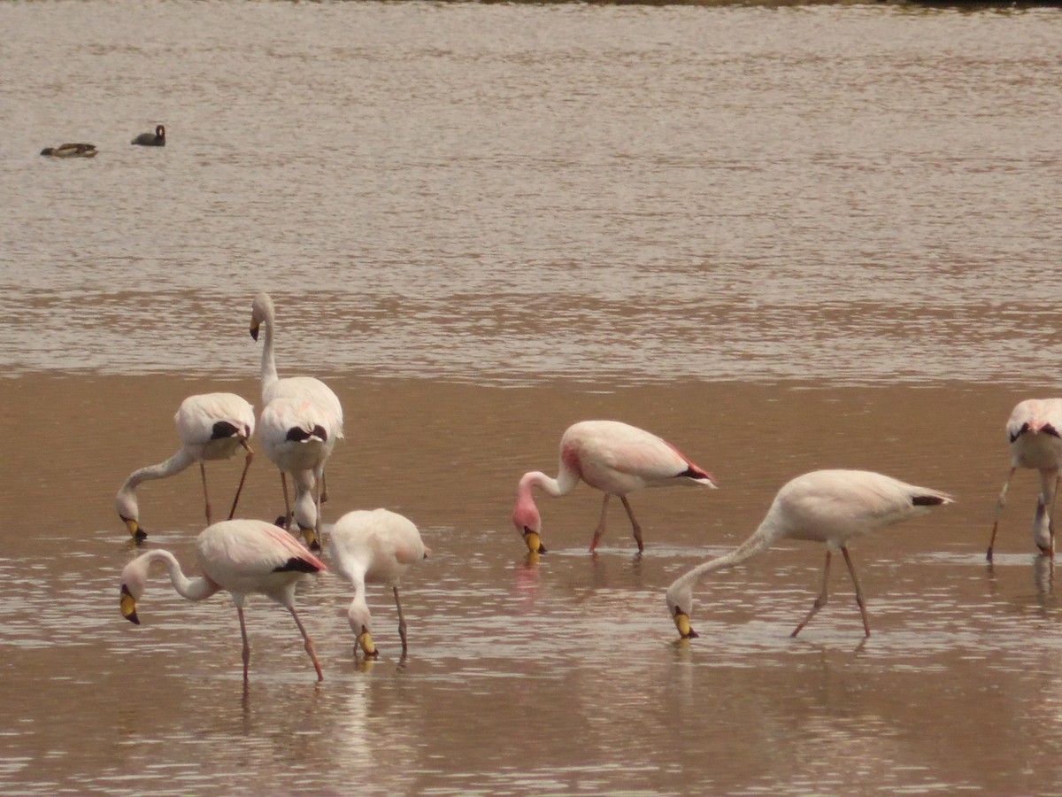 James's Flamingo - ML110197631