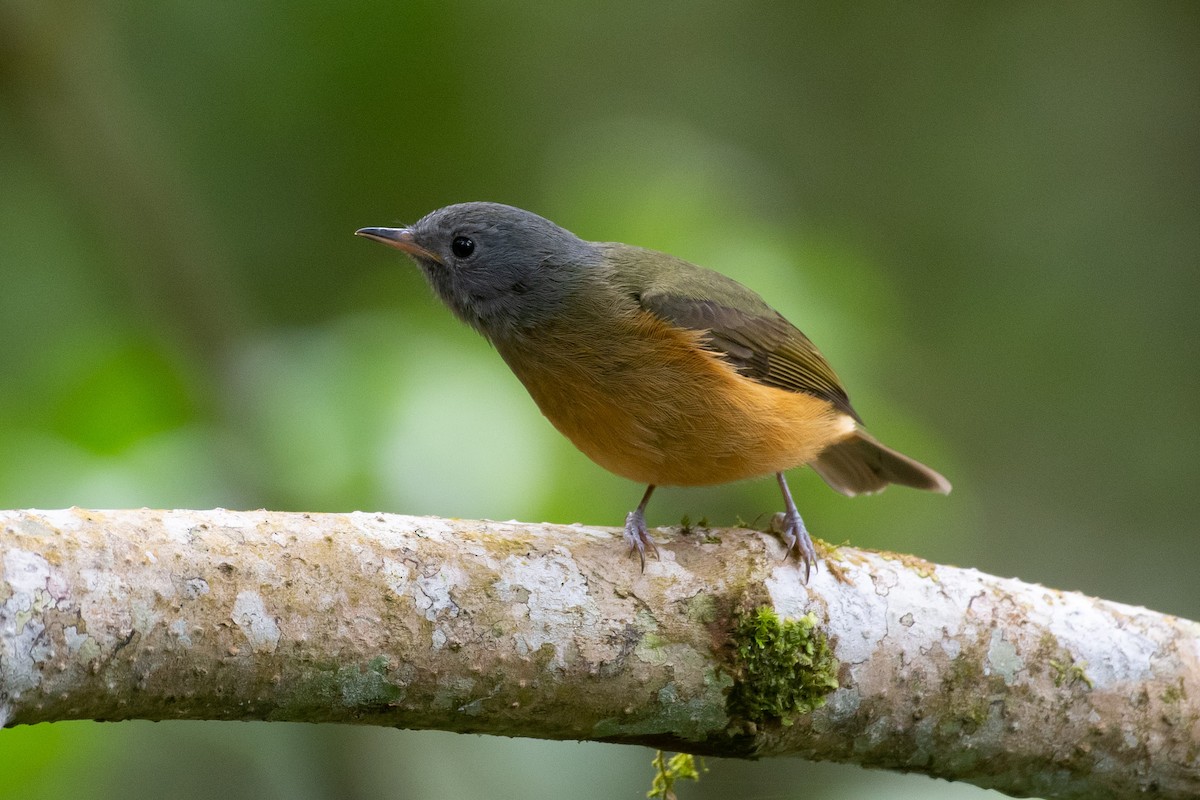 Gray-hooded Flycatcher - Flavio Moraes