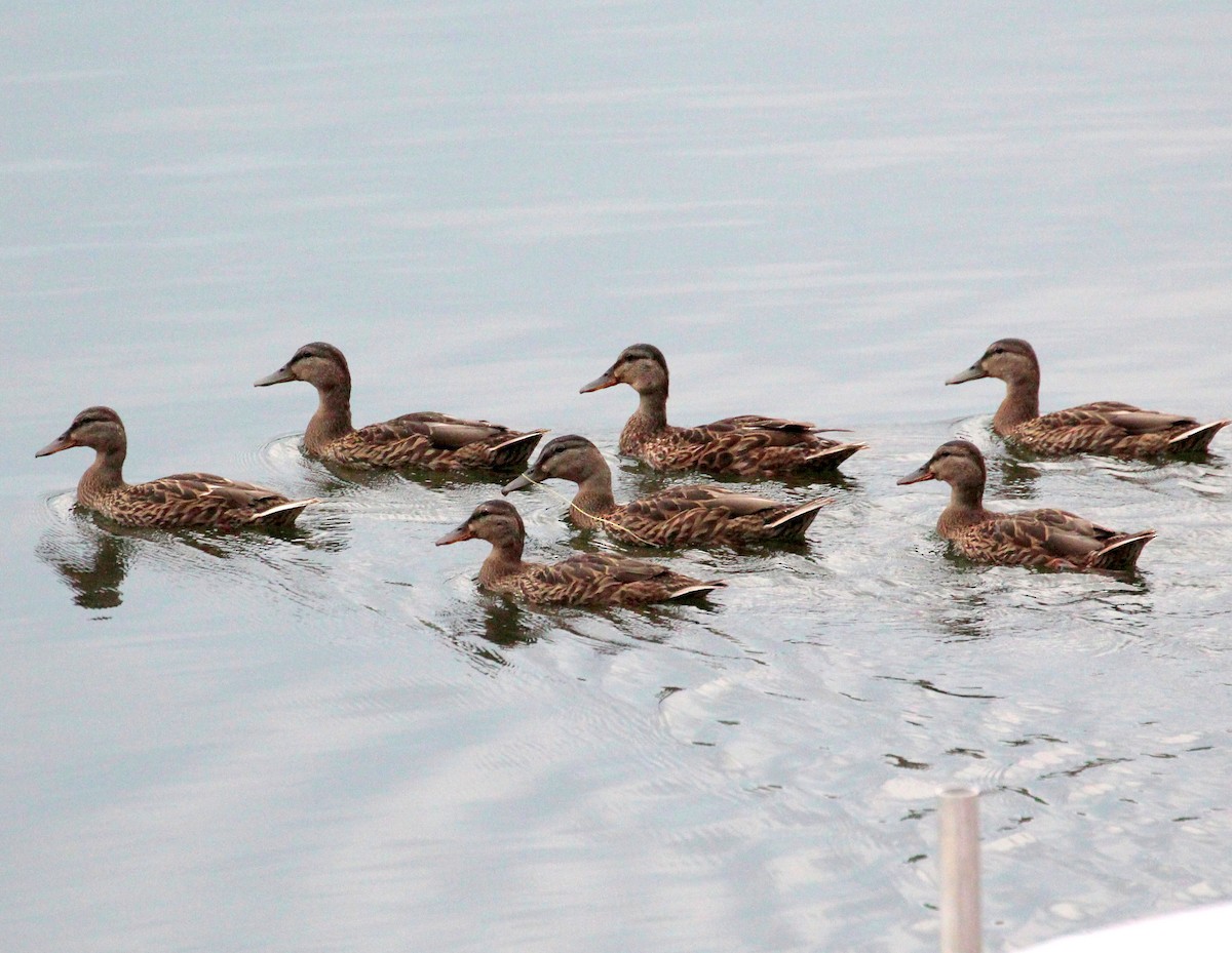 Mallard - sam hough