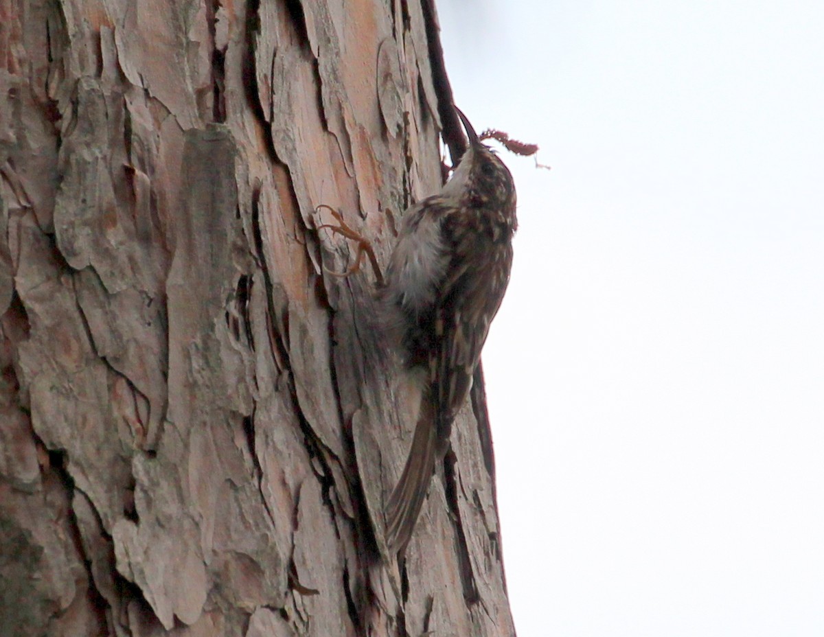 Brown Creeper (americana/nigrescens) - ML110199001