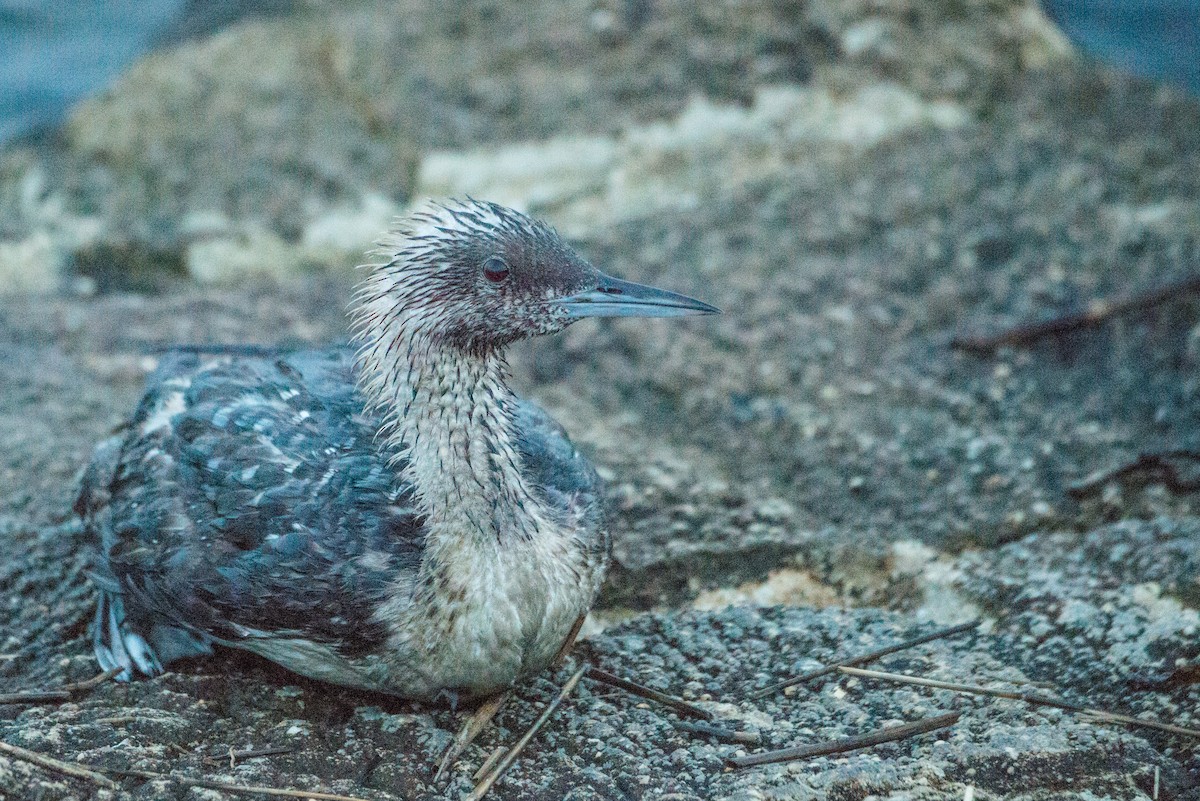 Pacific Loon - ML110200071