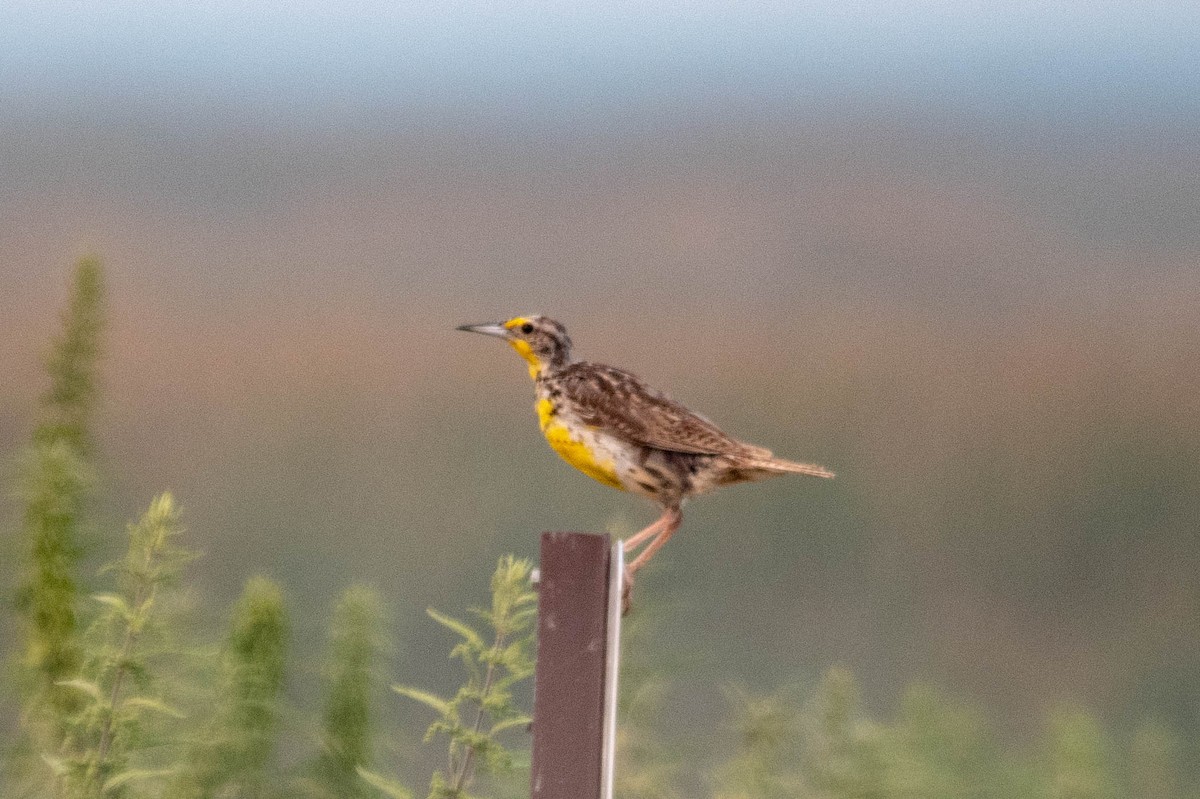 Western Meadowlark - ML110200221